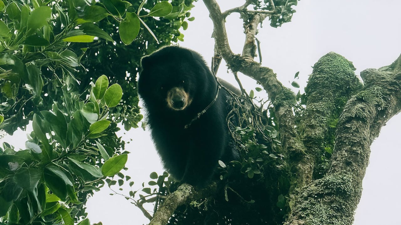 Oso de anteojos fue avistado en zona rural de Palmira.