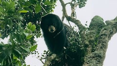 Oso de anteojos fue avistado en zona rural de Palmira.