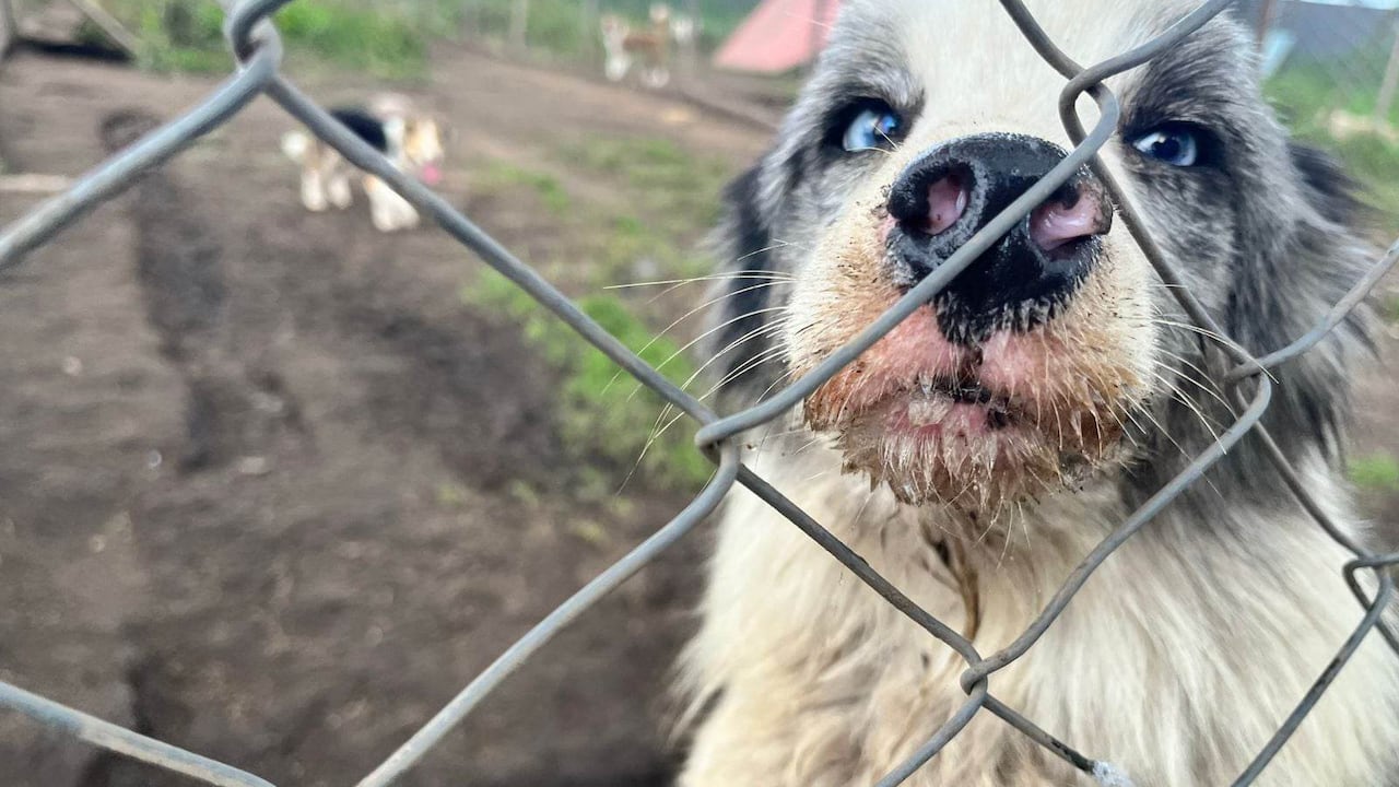 Este era uno de los más de 130 perritos que estaban en pésimas condiciones en el criadero en Funza. Todos fueron rescatados.