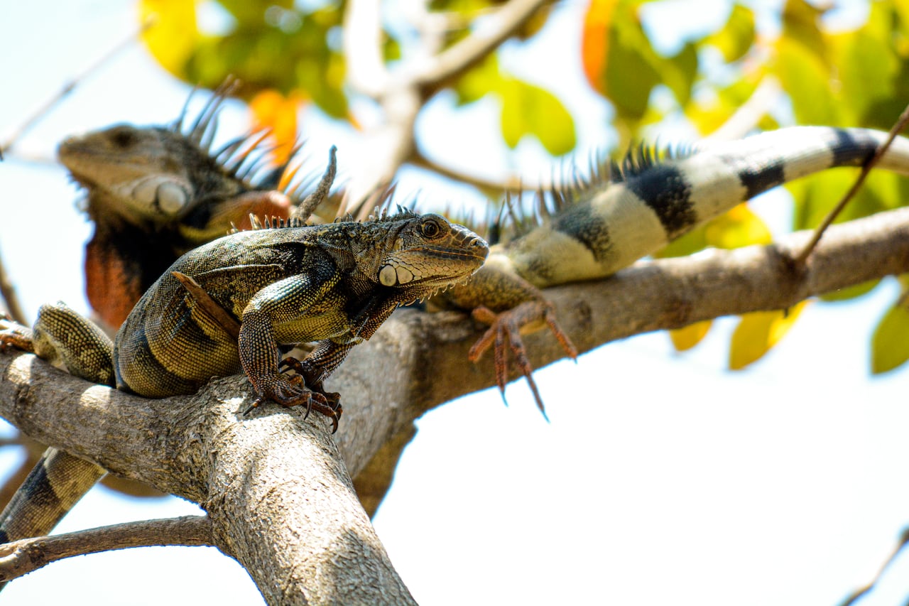 Reportaje gráfico. Humedales de Cali. Lago de las Garzas.