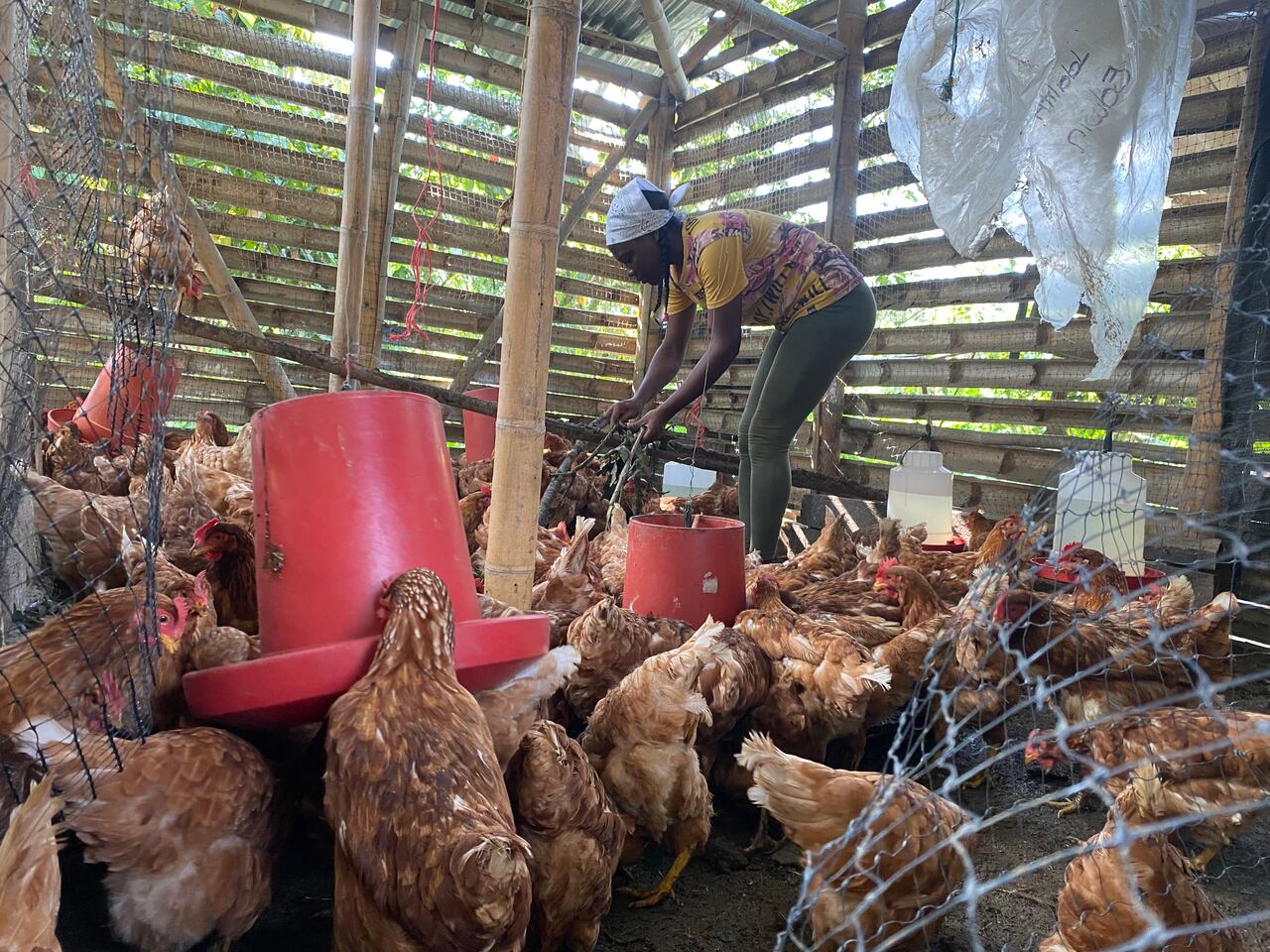 Además de la cría de animales, Riopaila Castilla apoya a la comunidad con Iniciativas de reciclaje, infraestructura, elaboración de alimentos, entre otros,