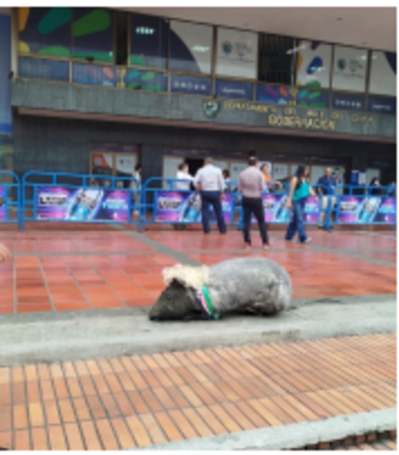 El objeto que fue abandonado era un ratón de peluche con una peluca rubia.