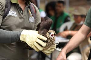 19 de estos animales han sido víctimas del tráfico ilegal de fauna silvestre.