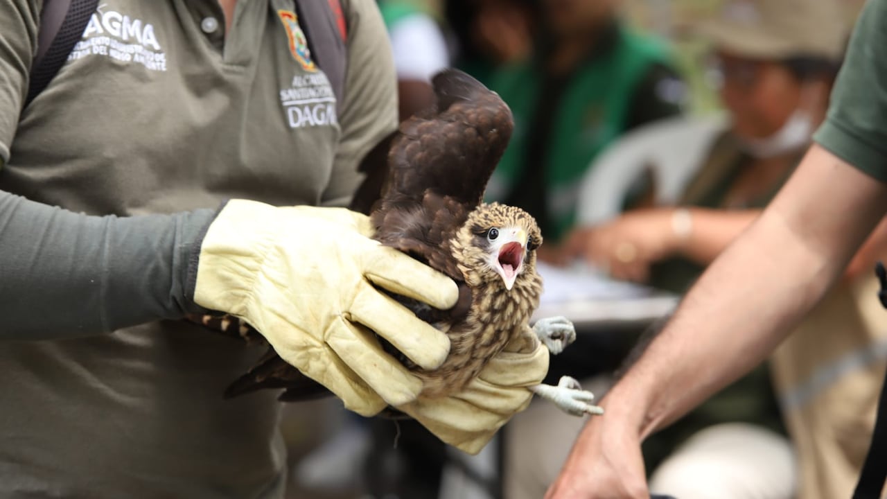 19 de estos animales han sido víctimas del tráfico ilegal de fauna silvestre.