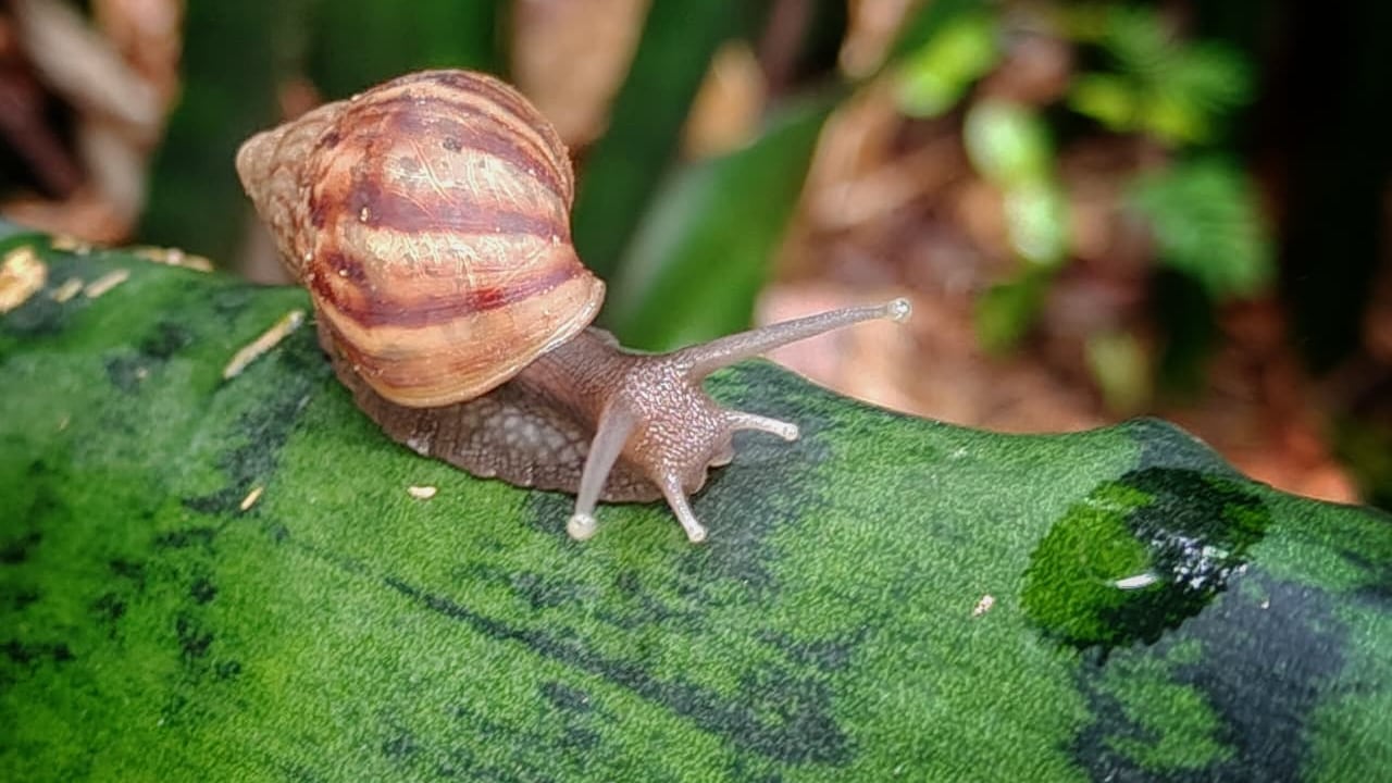 La administración del conjunto afectado solicita intervención urgente de las autoridades ambientales para controlar la especie invasora.