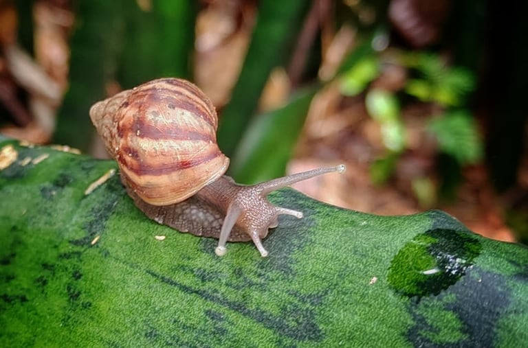 La administración del conjunto afectado solicita intervención urgente de las autoridades ambientales para controlar la especie invasora.