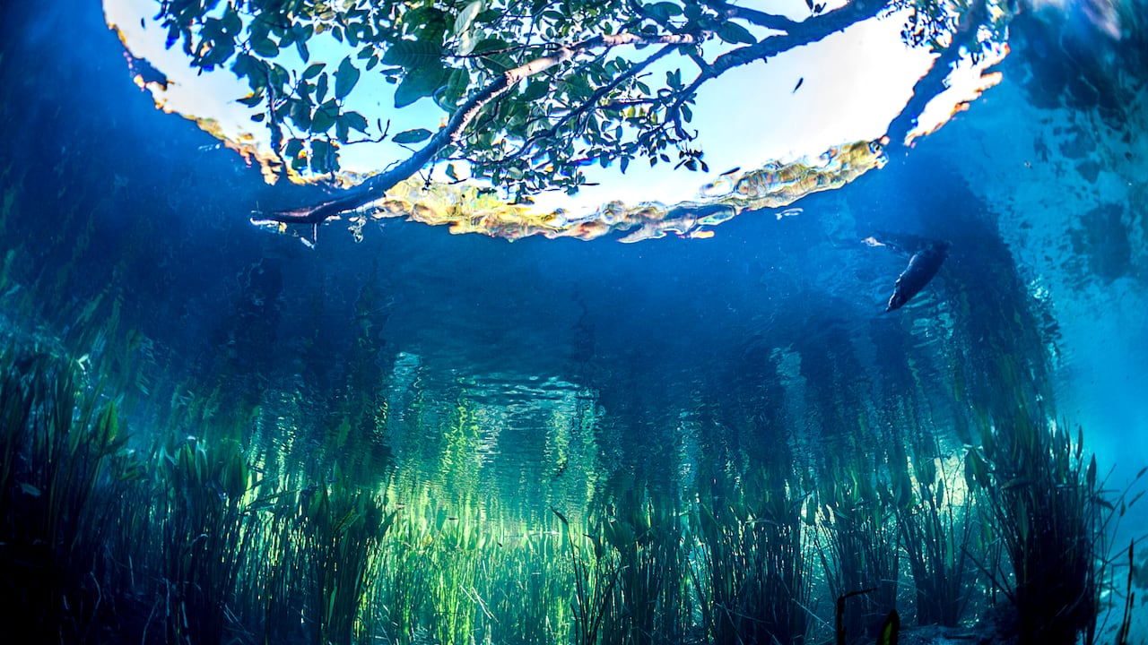 Impresiones del manantial del río Sucuri