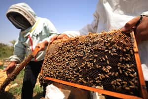 Para encontrar verdor y forraje, la abeja debe recorrer distancias cada vez más largas.