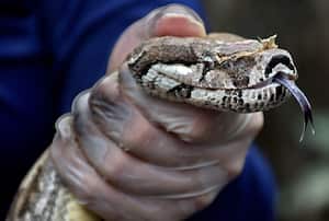 liberación 74 especímenes de fauna silvestre, de las cuales se destacan 3 loras frentirojas, 21 babillas, 27 tortugas, 19 boas y 4 cangrejos azules que regresan a su hábitat natural.
Estos animales fueron ingresados al centro de rehabilitación por medio de entregas voluntarias realizadas por las personas y/o comunidades, porque se recuperaron en medio de una situación de peligro o por decomiso debido a una retención ilegal por parte de algún ciudadano. Fotos Raúl Palacios / El Pais.
