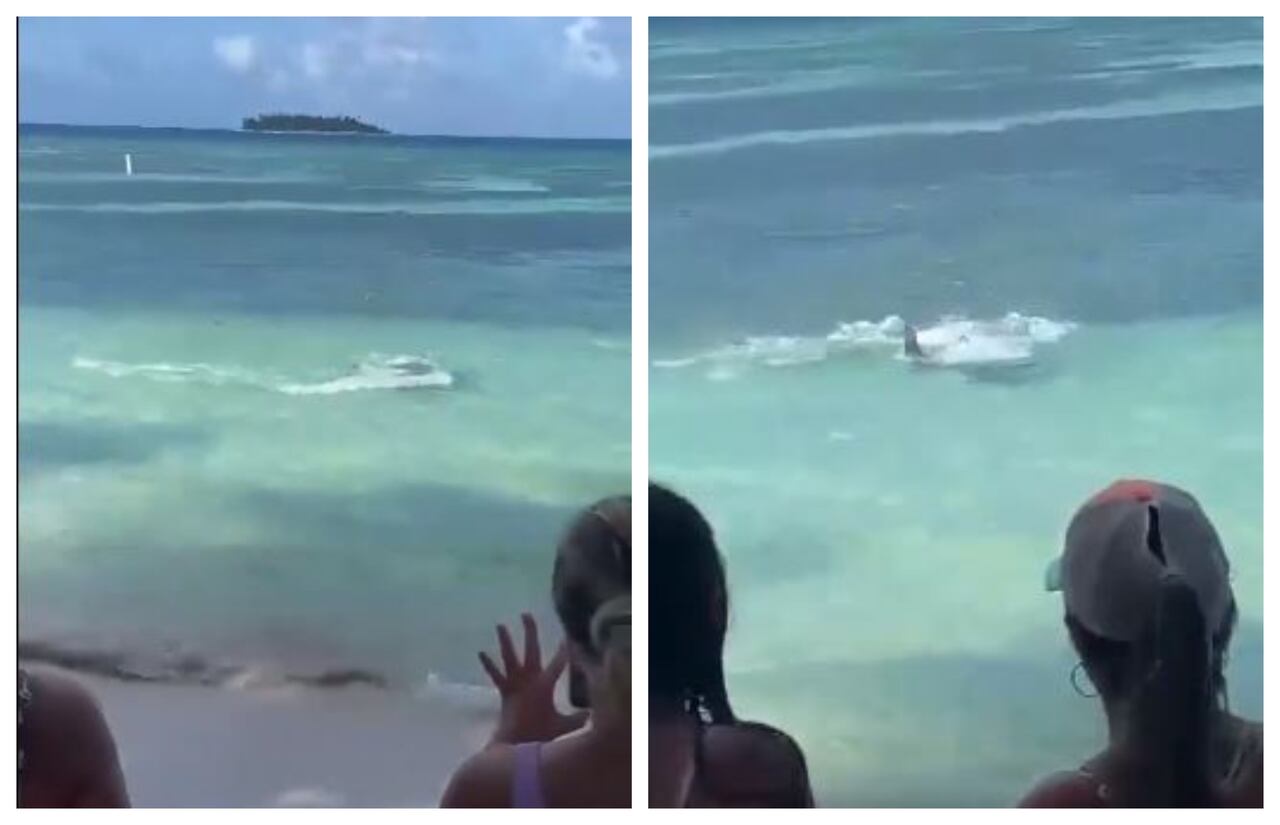 Así se vivió el tremendo susto que se llevaron propios y turistas en playa de San Andrés cuando, cerca a la orilla, un tiburón martillo atacó a una mantarraya. Autoridades piden mantener la calma en estos casos. Tiburón en San Andrés