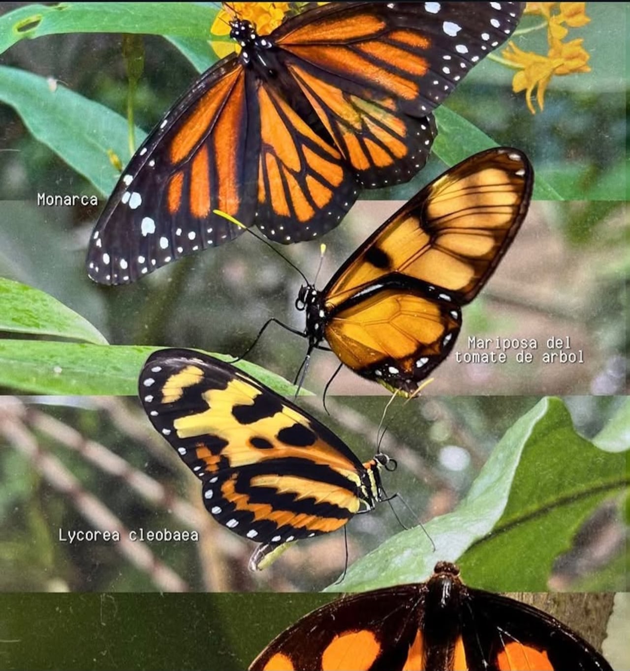 Andoke, Centro de Ciencia y Mariposario