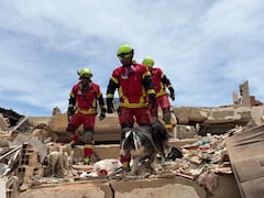Los binomios caninos son uno de los recursos más efectivos para localizar sobrevivientes en estructuras colapsadas tras los terremotos en Venezuela.