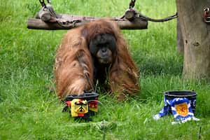 Walter, el Orangután, predice el resultado del Alemania vs Escocia