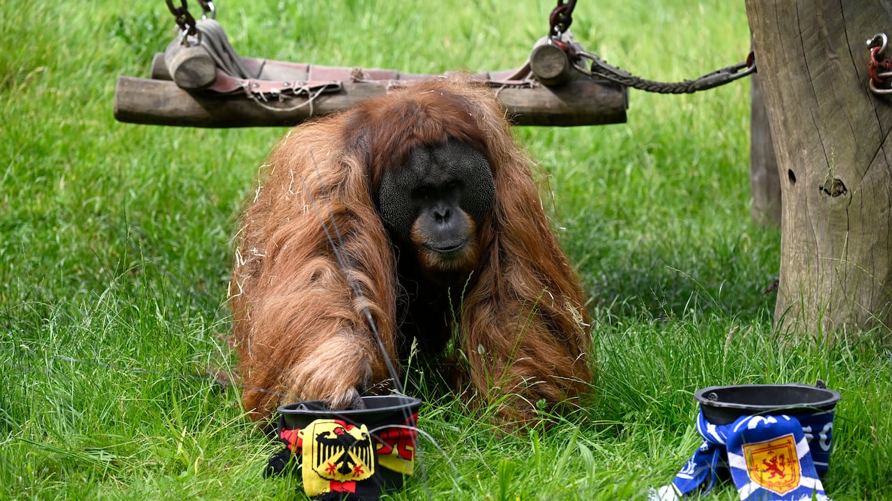 Walter, el Orangután, predice el resultado del Alemania vs Escocia