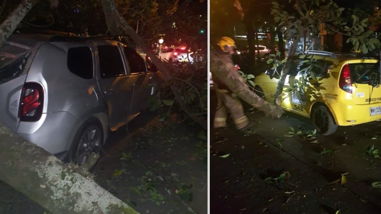 Se cae de un árbol en la Carrera 50 con Calle 6A, en el barrio Nueva Tequendama y genera daños