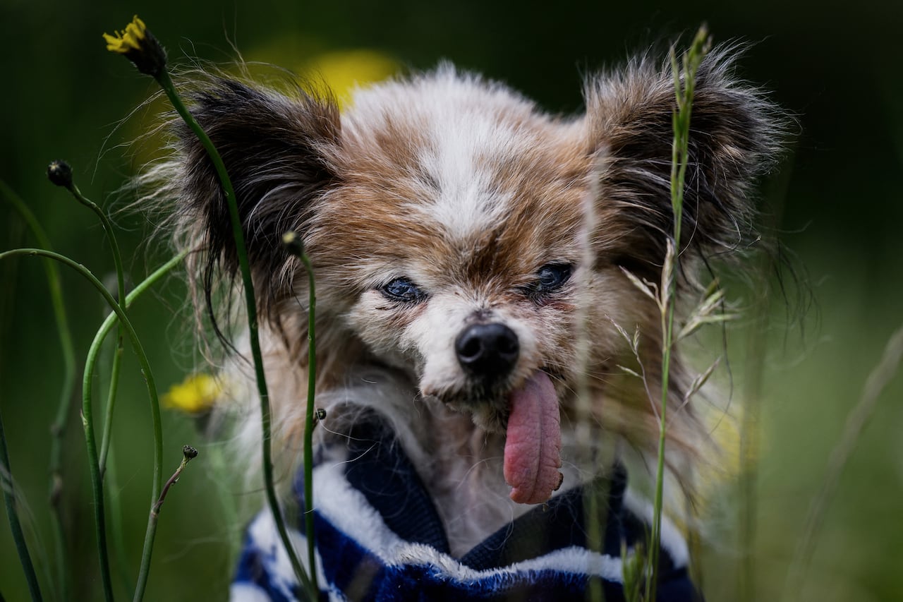 (FILES) Lazare, a Continental Toy Spaniel Papillon said to be the world's oldest dog born in 1995, looks on, in Villy le Pelloux, eastern France, on May 12, 2026. A French toy spaniel named Lazare thought to have been "the world's oldest dog" has died aged 30, his carer said on May 15, 2026. Lazare, a Papillon dwarf spaniel with stand-up "butterfly" ears, was born on December 4, 1995, according to animal charity worker Anne-Sophie Moyon. (Photo by Jeff PACHOUD / AFP)