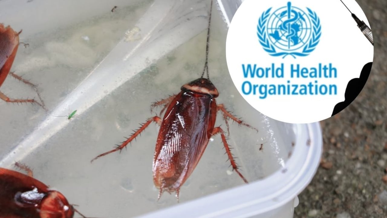 La OMS hace una importante advertencia si aplasta las cucarachas. Su salud podría encontrarse en riesgo según las investigaciones.