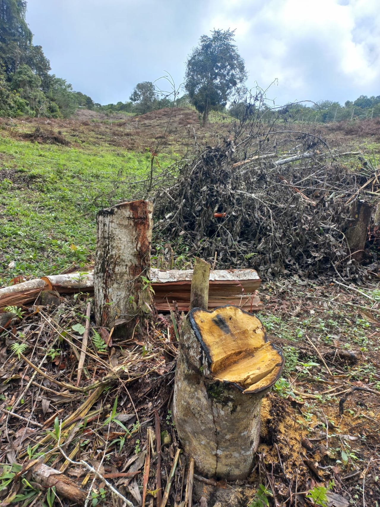Habitantes de cuatro veredas denuncian deforestación y venta de lotes en área protegida de La Cumbre