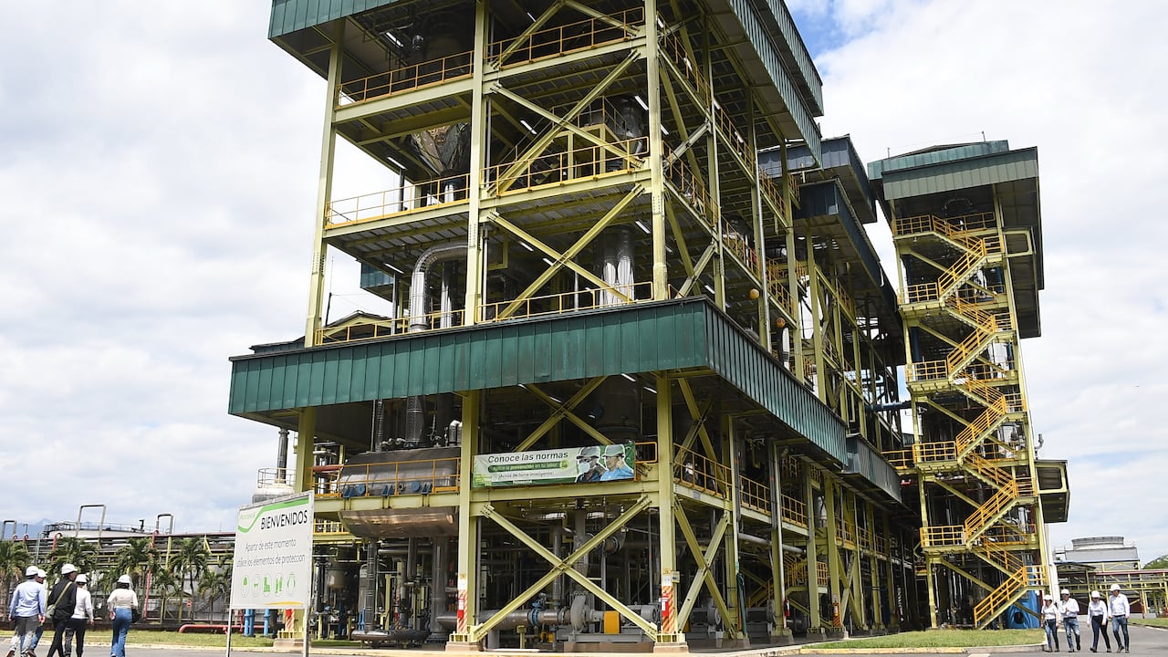 Ingenio Providencia, cultivos de caña, programas de sostenibilidad. Foto José L Guzmán. EL País.