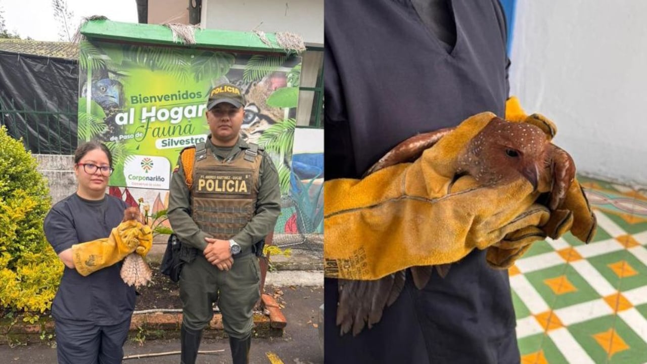 Uniformados de la Seccional de Carabineros y Protección Ambiental rescataron un ejemplar de guácharo en el municipio de Túquerres, luego de atender el llamado de la comunidad.