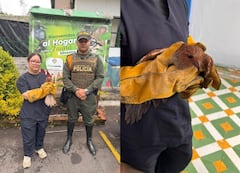 Uniformados de la Seccional de Carabineros y Protección Ambiental rescataron un ejemplar de guácharo en el municipio de Túquerres, luego de atender el llamado de la comunidad.