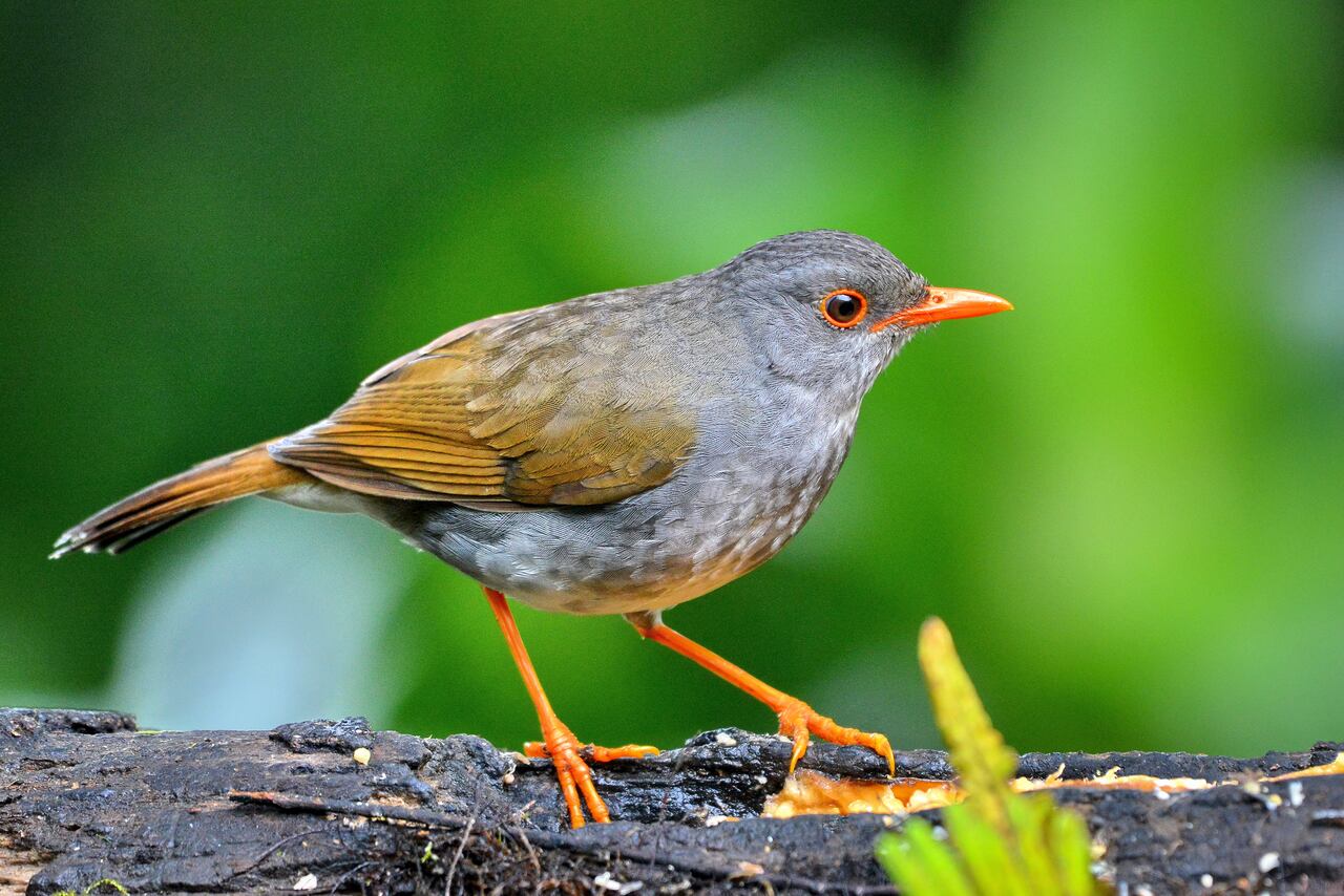 Cali vive la semana de las aves con el Birdfair Colombia Birdfair 2025.