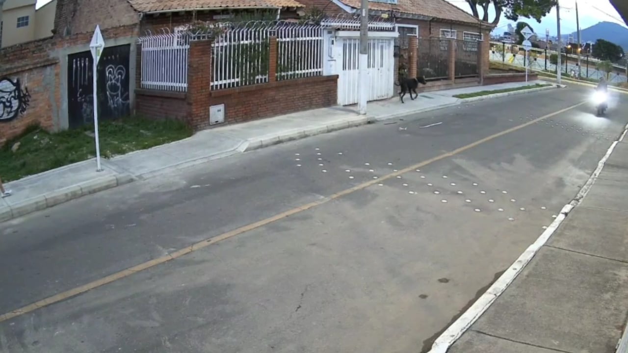Momento de la intervención del perro para evitar el robo.