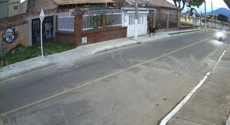 Momento de la intervención del perro para evitar el robo.