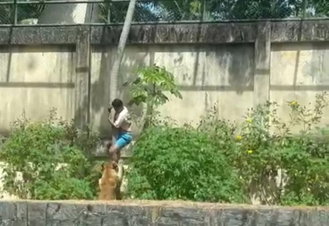 Hombre murió tras entrar al recinto de una leona en el Parque Zoobotânico Arruda Câmara en Brasil.