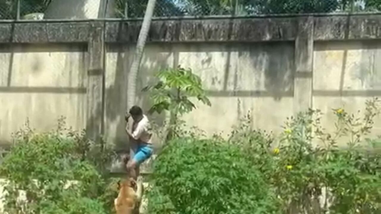 Hombre murió tras entrar al recinto de una leona en el Parque Zoobotânico Arruda Câmara en Brasil.