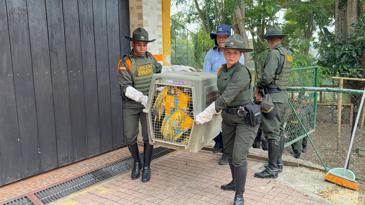 Policía Nacional rescata nueve ejemplares de especies protegidas en zona rural de Calima