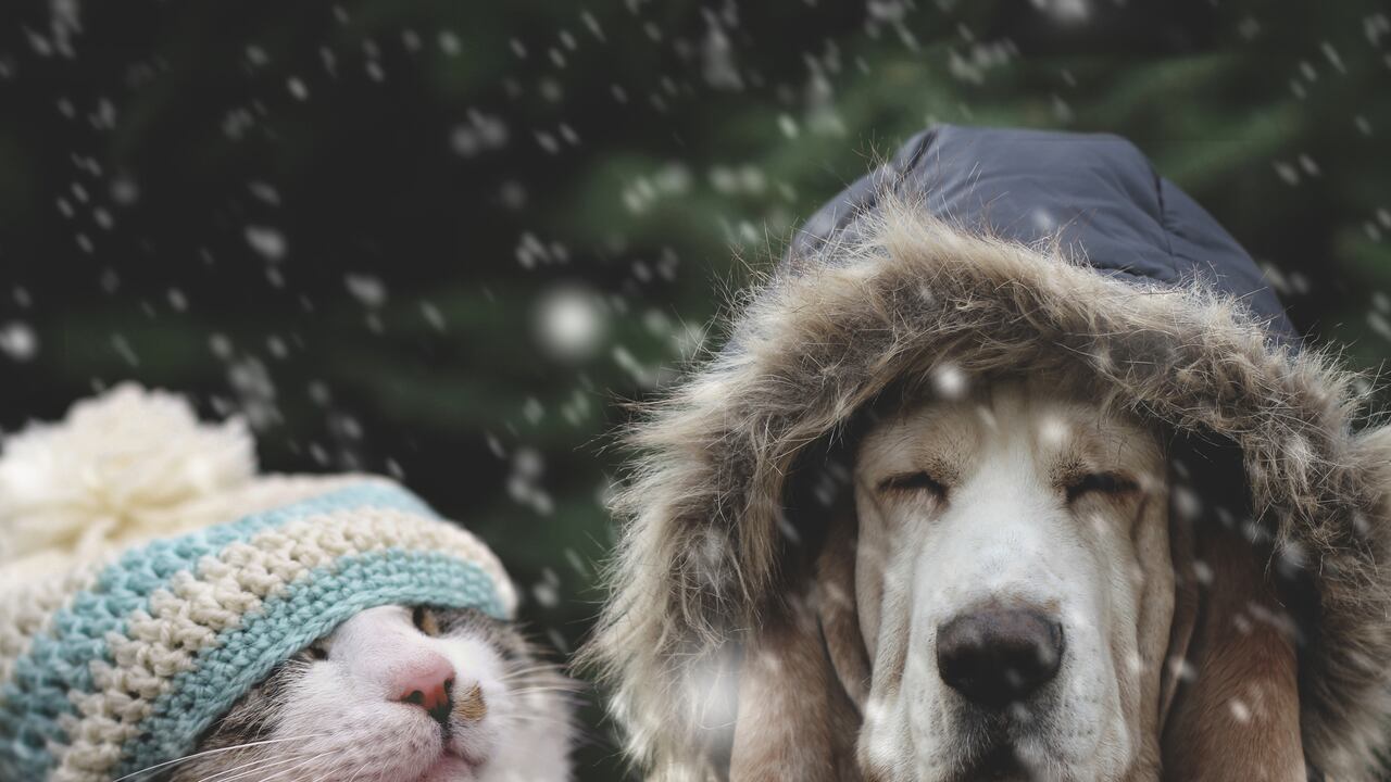 No deje al azar la protección de su mascota durante la época invernal; estas estrategias pueden marcar la diferencia.