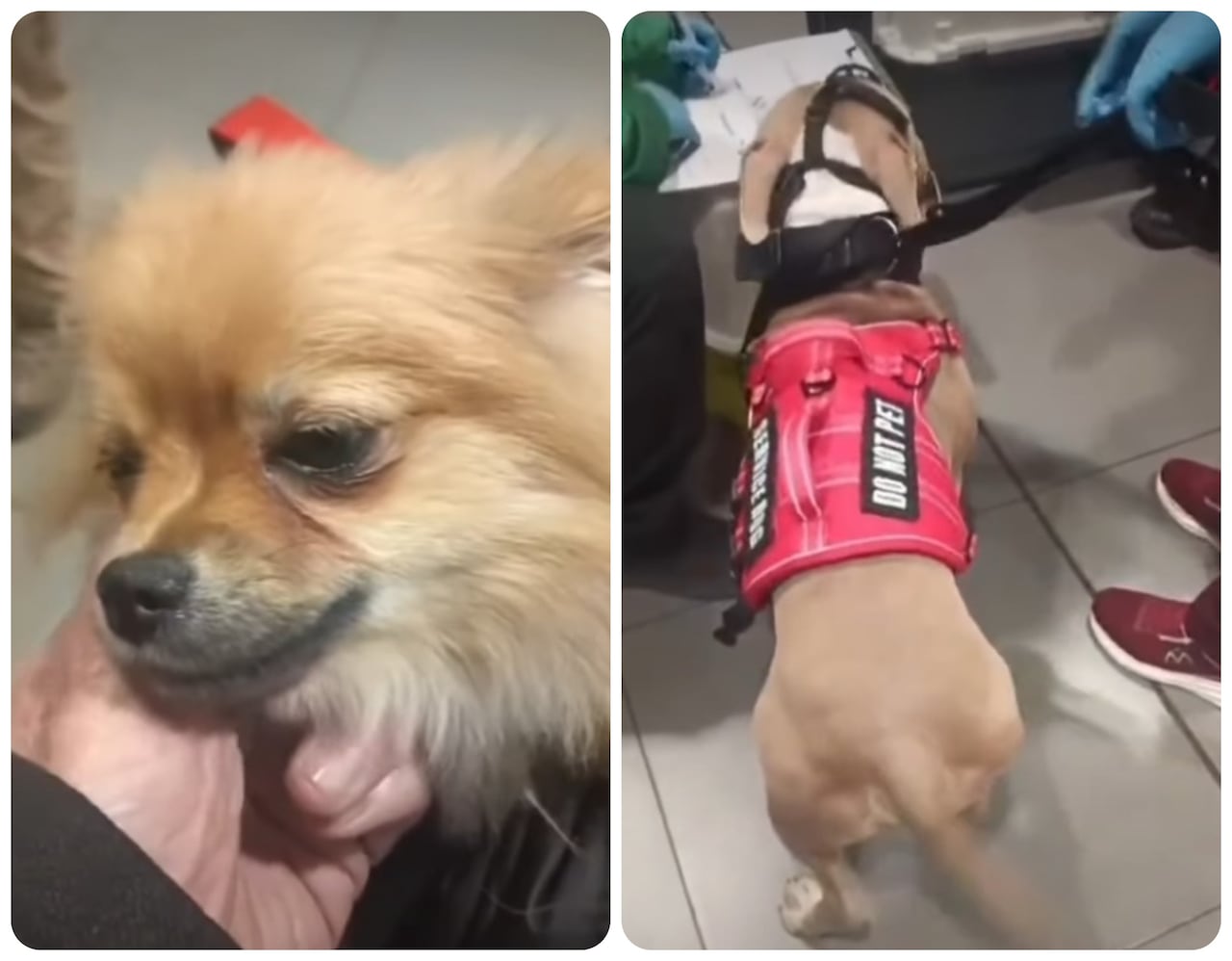 Los dos perros abandonados.