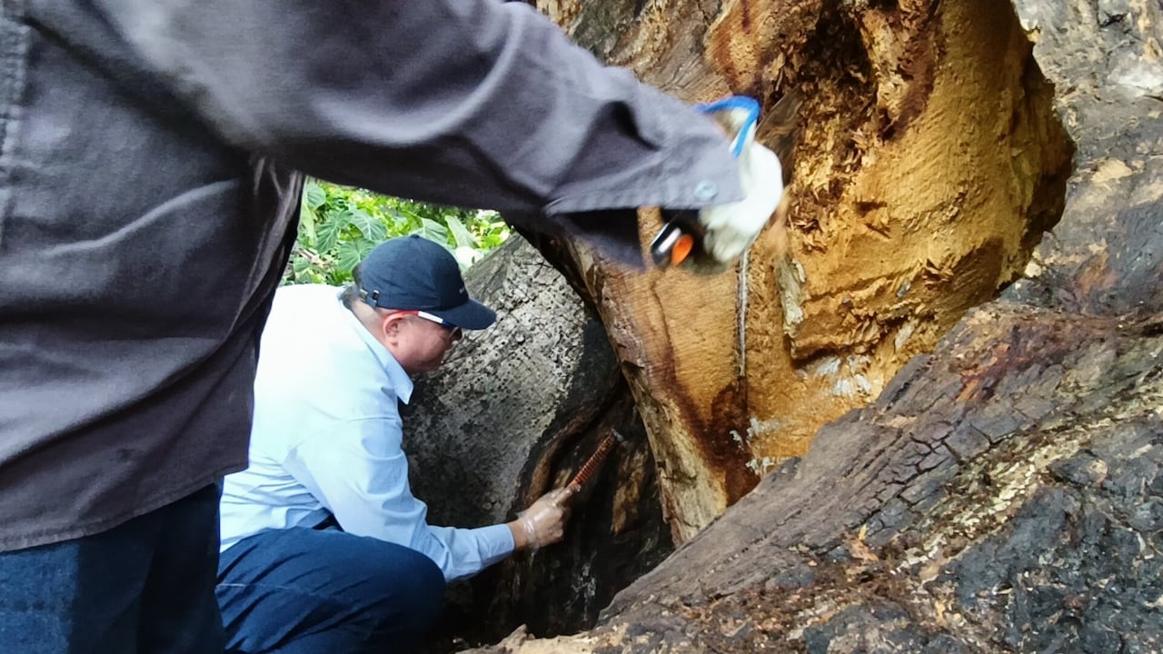 El mecanismo de Compensación Ambiental permite proteger la flora urbana de Cali sin afectar el presupuesto de la ciudad.