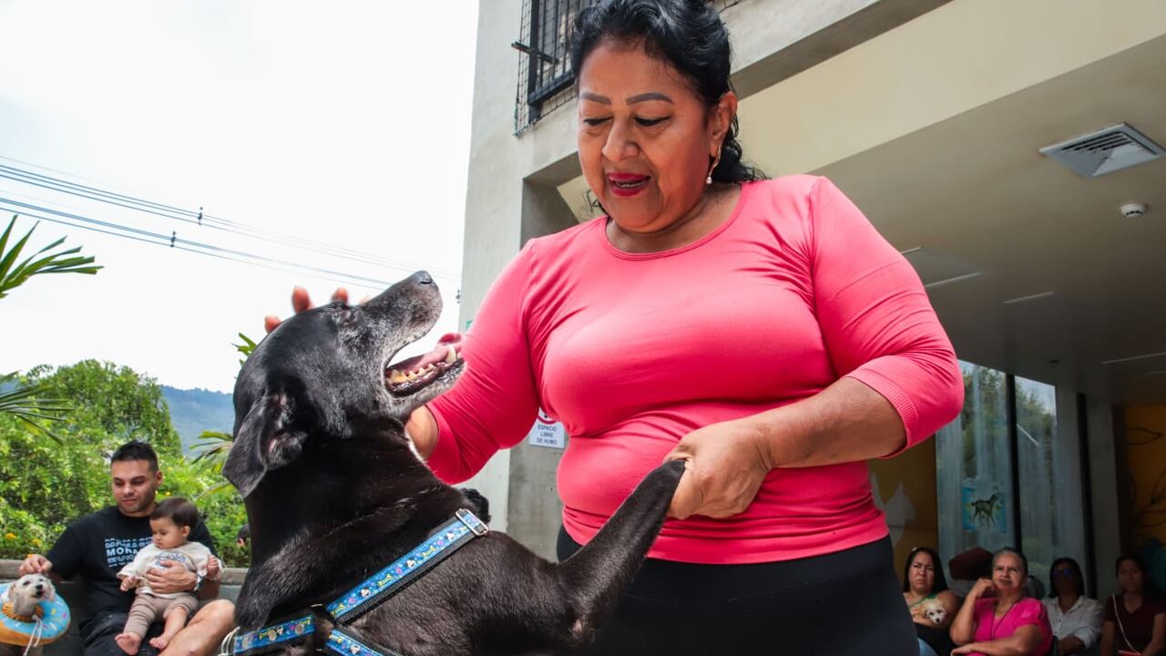 El Centro de Bienestar Animal de Cali advierte sobre las cinco enfermedades más frecuentes en los animales de compañía.