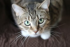 Los gatos necesitan entre el 25% y 30%. de proteína diaria.