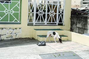 Se revelan las causas y soluciones detrás de la coprofagia canina.