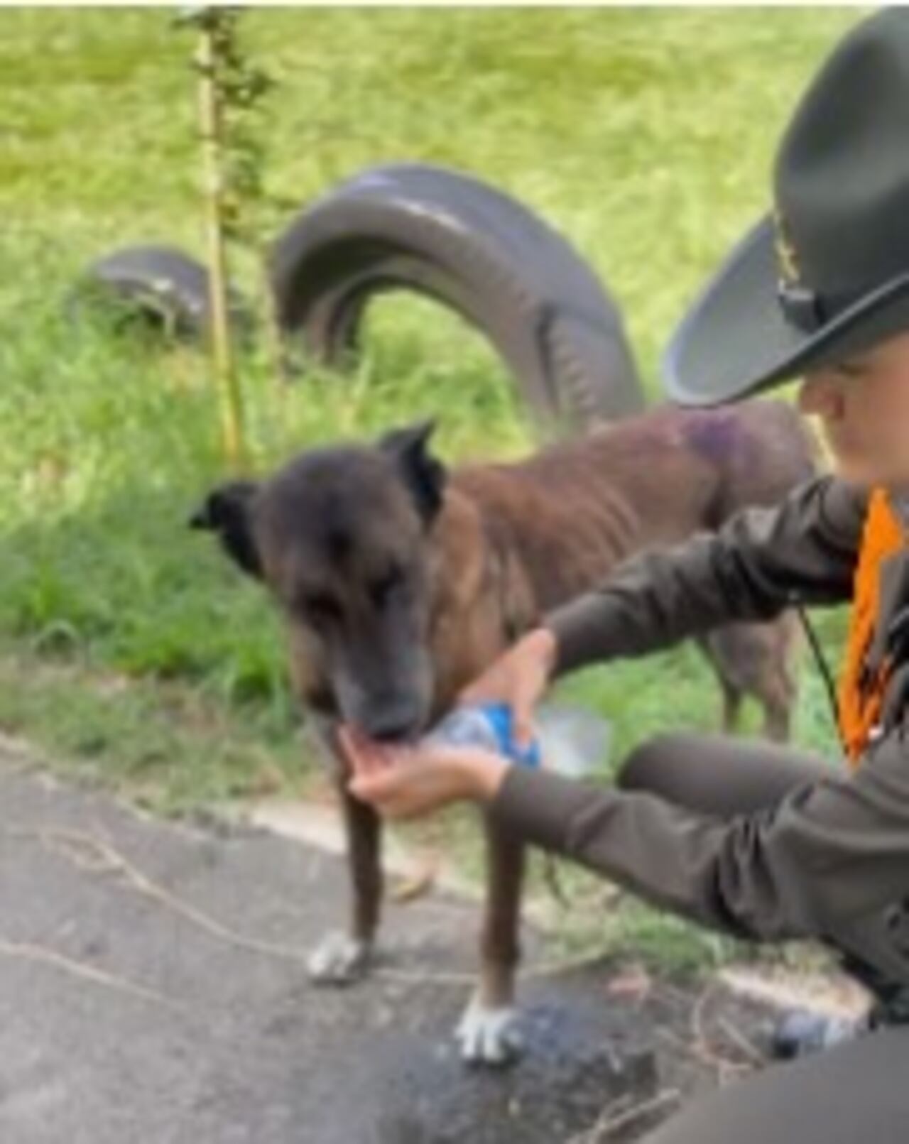 Fiel se ha convertido en símbolo de empatía y resistencia frente al abandono animal en Cali.