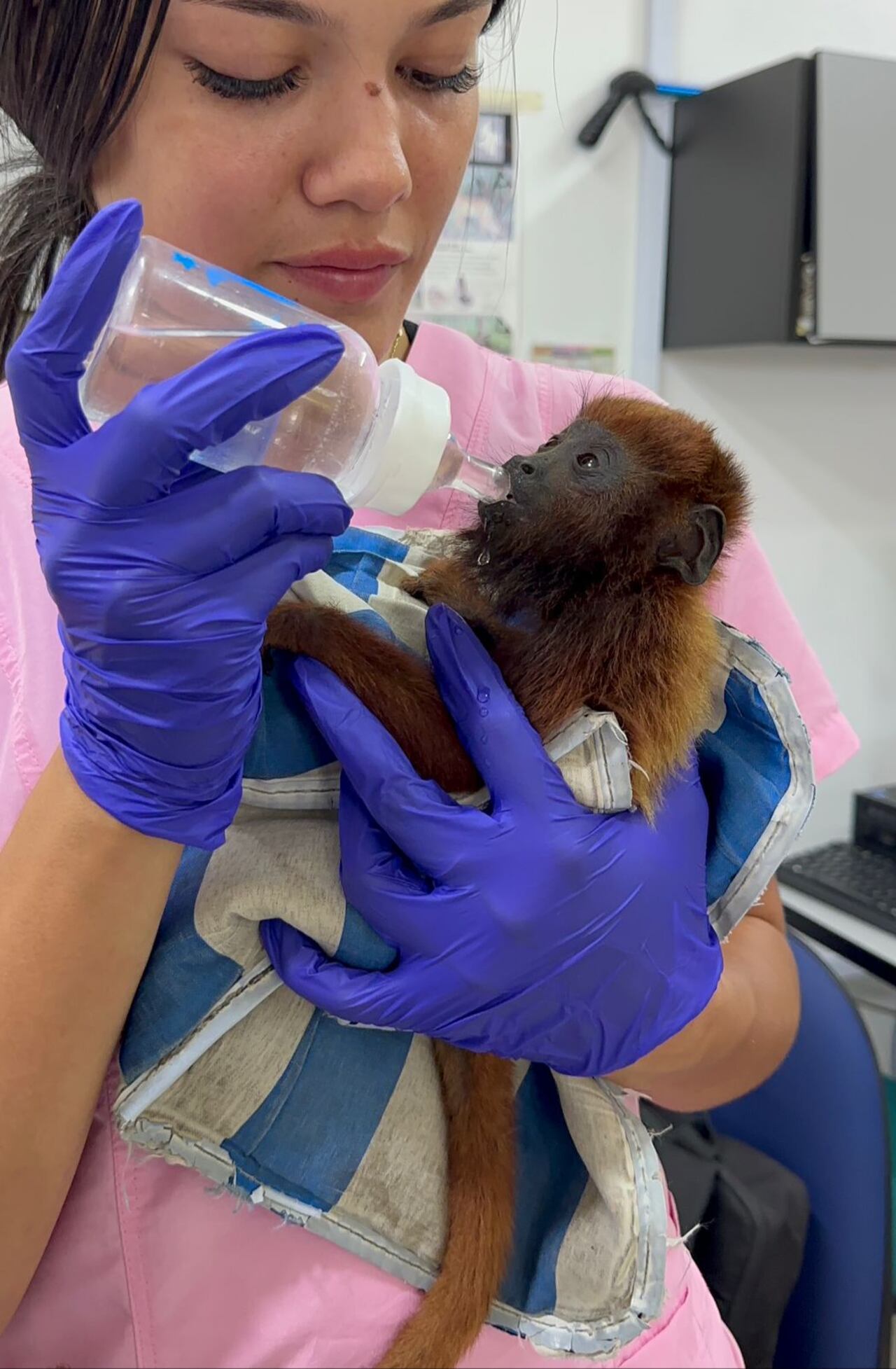 Algunos animales fueron rescatados y debieron ser atendidos por las autoridades, luego de los incendios provocados por manos criminales.