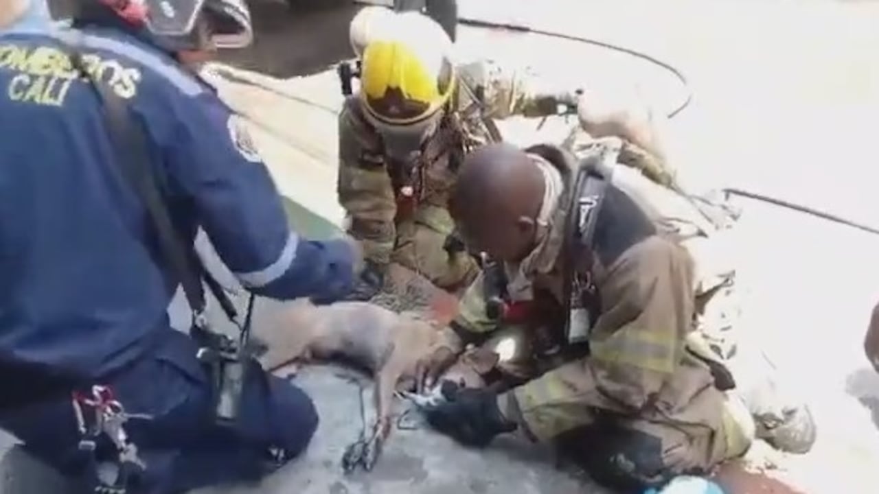 Bomberos realizan rescate animal en Cali