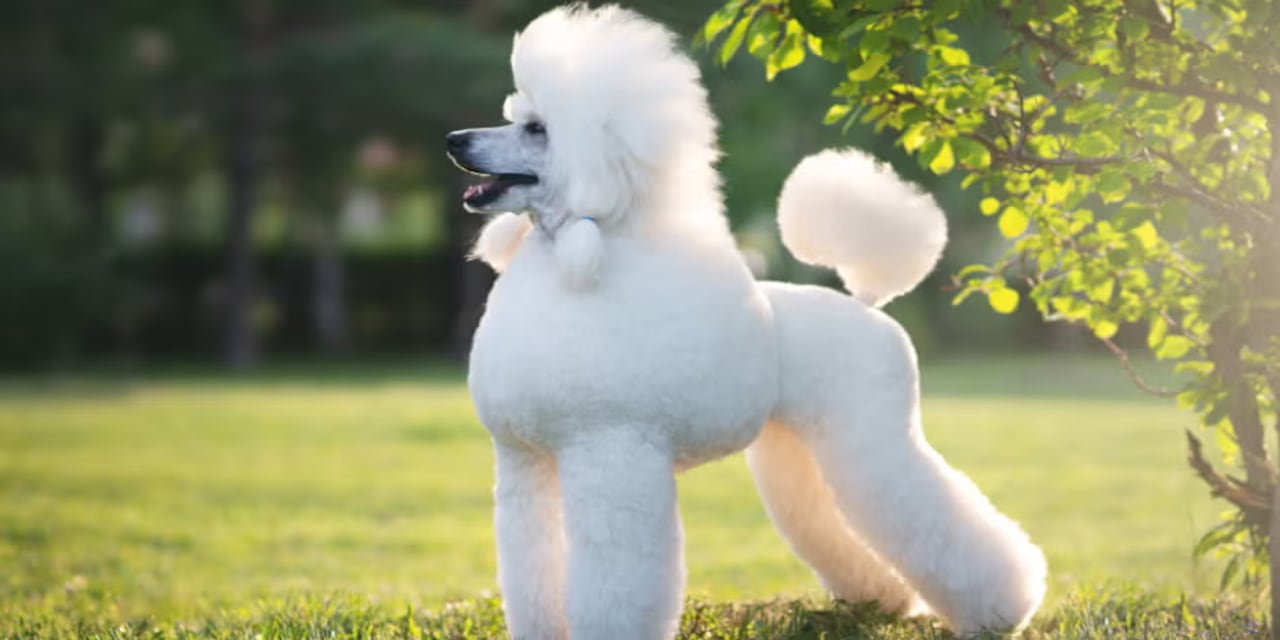 el Poodle, un ejemplar que impresiona por su facilidad para interpretar comandos complejos en tiempo récord.