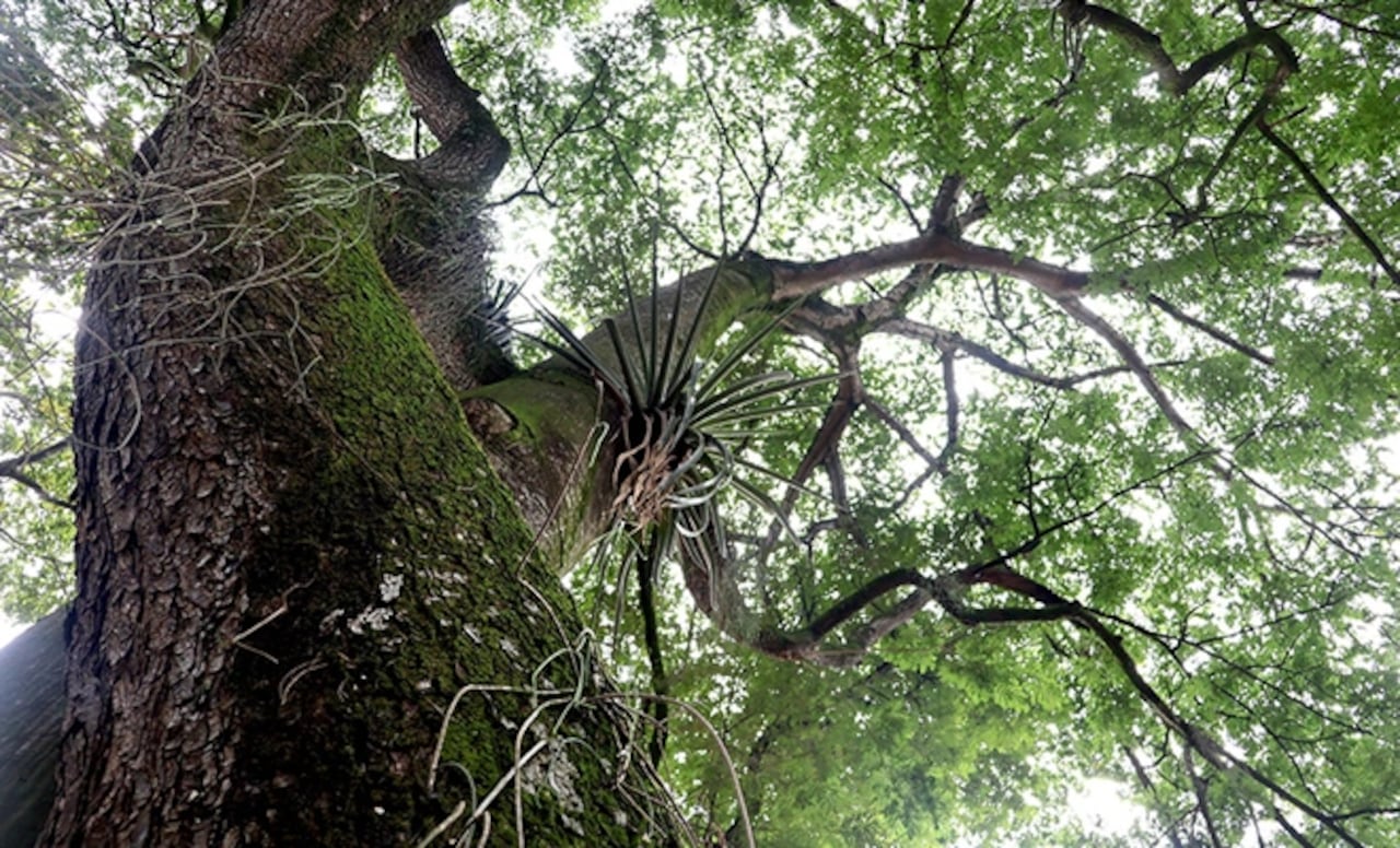 Los dos árboles han permanecido abrazados por más de ocho décadas.