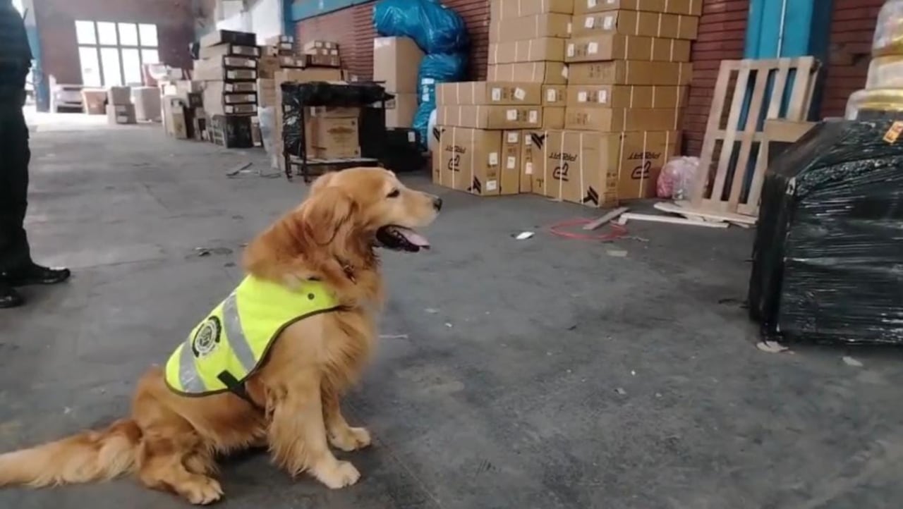Son más de 20 kilos los que fueron incautados por las autoridades.