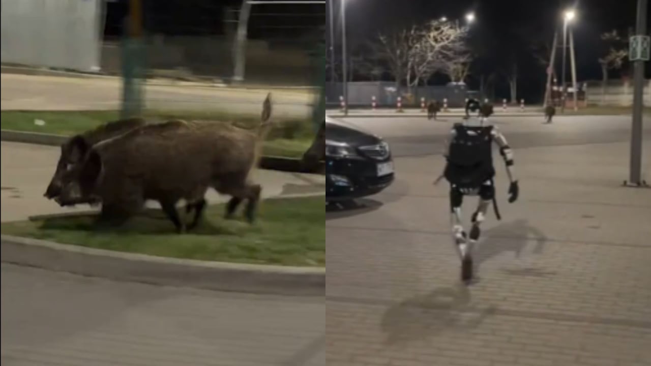 El robot persiguió durante varias cuadras a un grupo de jabalíes.