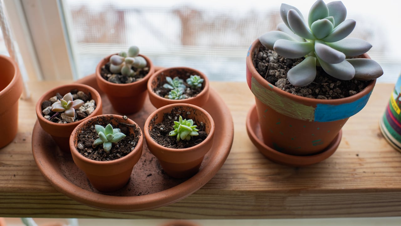 Más verdes y llenas de vida: conozca cómo cuidar sus suculentas y promover su desarrollo rápido