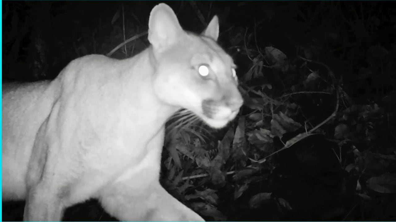 140 MIL REGISTROS Y 339 ESPECIES DE FAUNA SILVESTRE SON LOS RESULTADOS DE LA RED DE CÁMARAS TRAMPA DE LAS AUTORIDADES AMBIENTALES REGIONALES