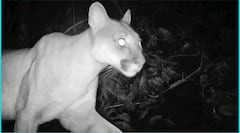 140 MIL REGISTROS Y 339 ESPECIES DE FAUNA SILVESTRE SON LOS RESULTADOS DE LA RED DE CÁMARAS TRAMPA DE LAS AUTORIDADES AMBIENTALES REGIONALES