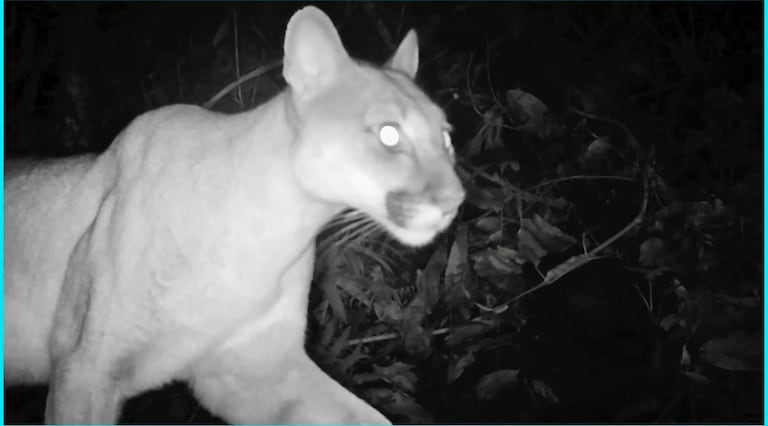 140 MIL REGISTROS Y 339 ESPECIES DE FAUNA SILVESTRE SON LOS RESULTADOS DE LA RED DE CÁMARAS TRAMPA DE LAS AUTORIDADES AMBIENTALES REGIONALES