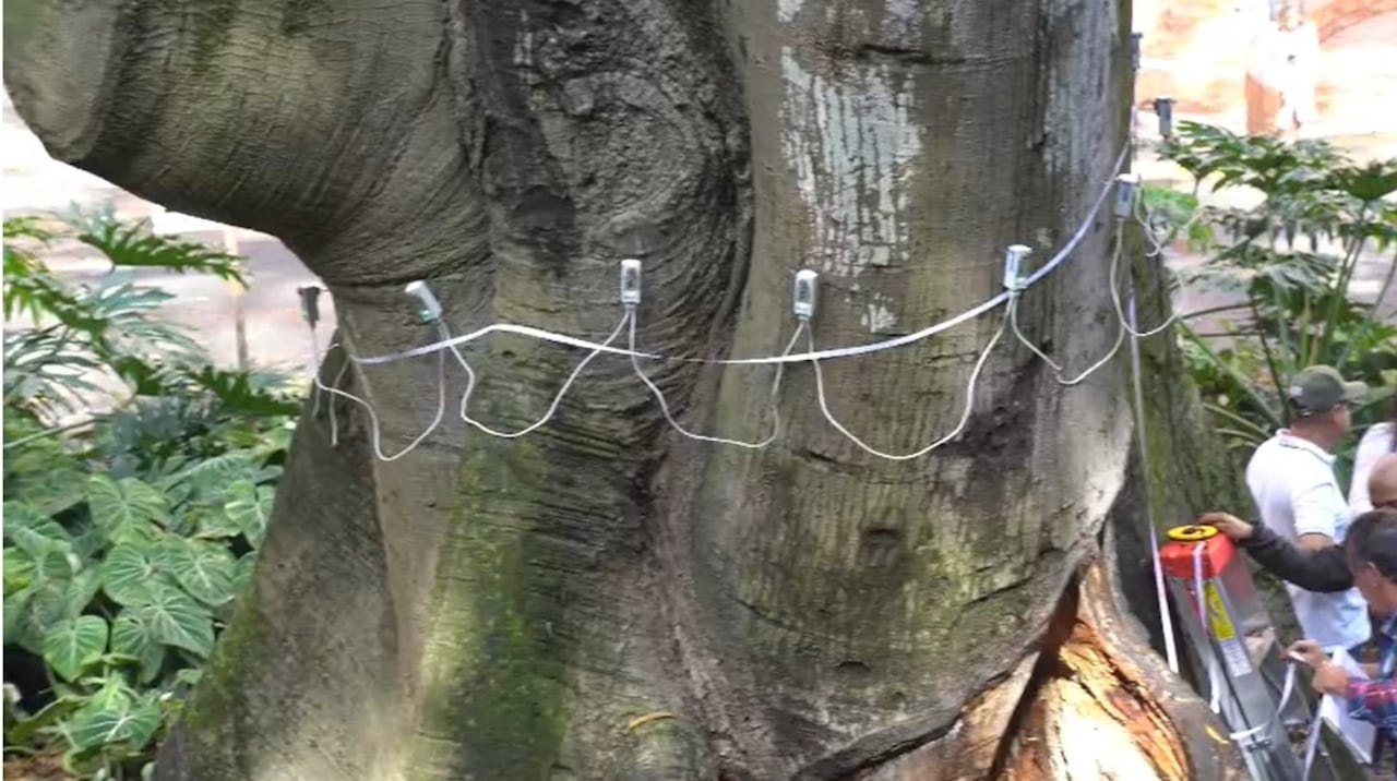 Recuperan la emblemática Ceiba bicentenaria del barrio Bajo Aguacatal en Cali