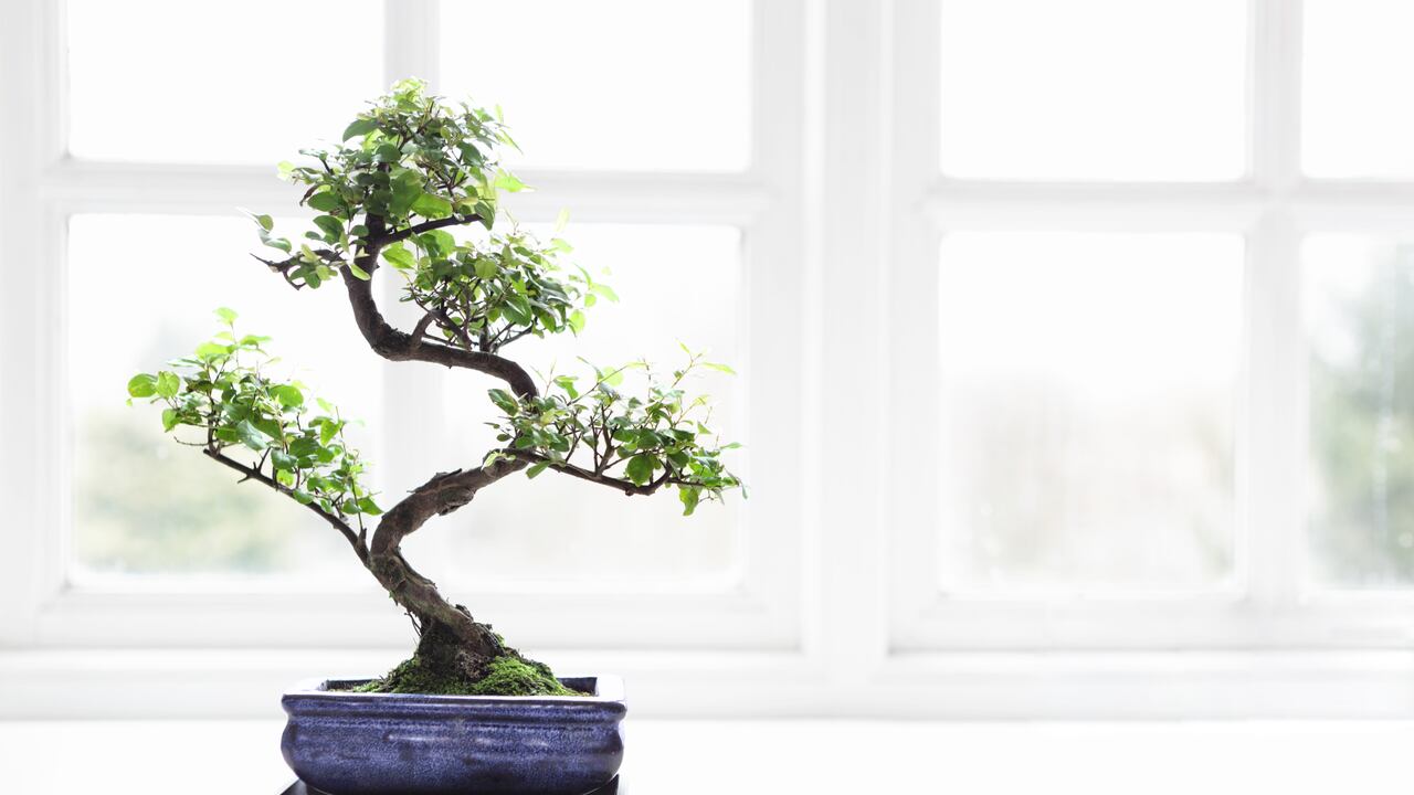 Averigüe dónde colocar un bonsái según el Feng Shui y abra el camino hacia la atracción del dinero.